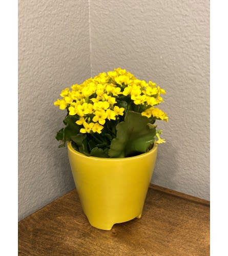 Summer Dreams - Kalanchoe