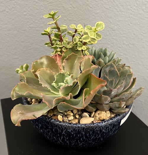 Succulent Dish Garden