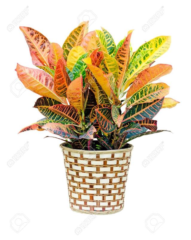 CROTON PLANT 