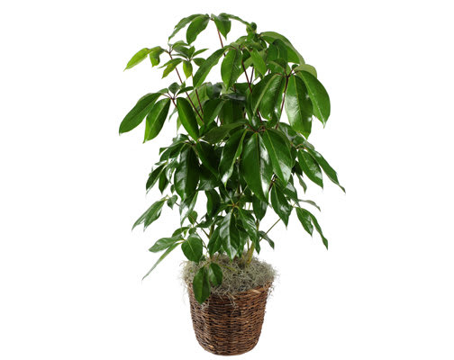 AMATE SCHEFFLERA PLANT 