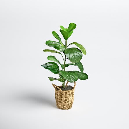 FIDDLE LEAF FIG PLANT 