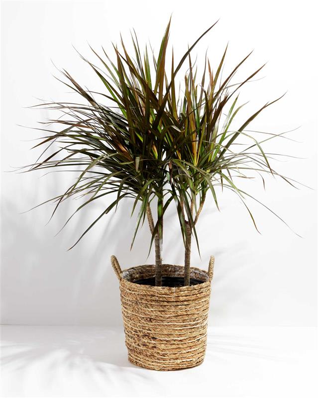 DRACAENA MARGINATA 