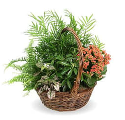 Ferns and Flowers