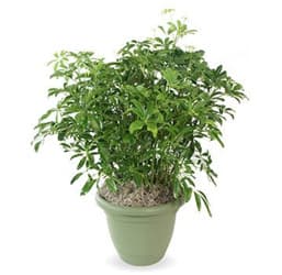 Umbrella Plant