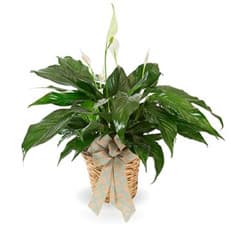 Peace Lily