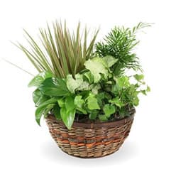 Basket of Beauty