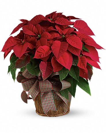 Red Poinsettia - 10"