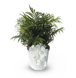 Feathery Palm Plant, Small