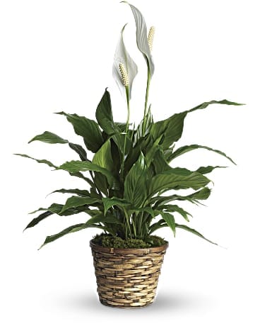 Elegant Peace lily