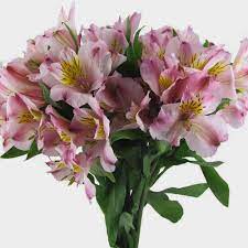ALSTROEMERIA, PINK