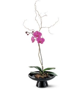 Standard Orchid In Large Bowl