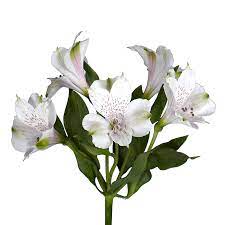 ALSTROEMERIA, WHITE