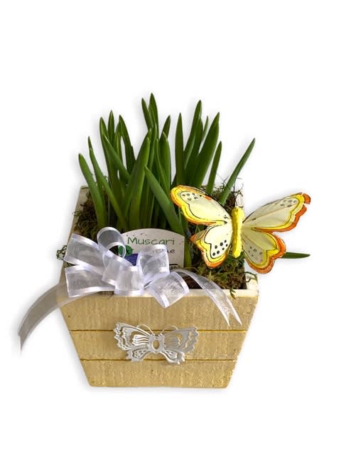 Butterfly Box
