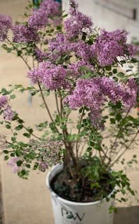 Lilac Bush