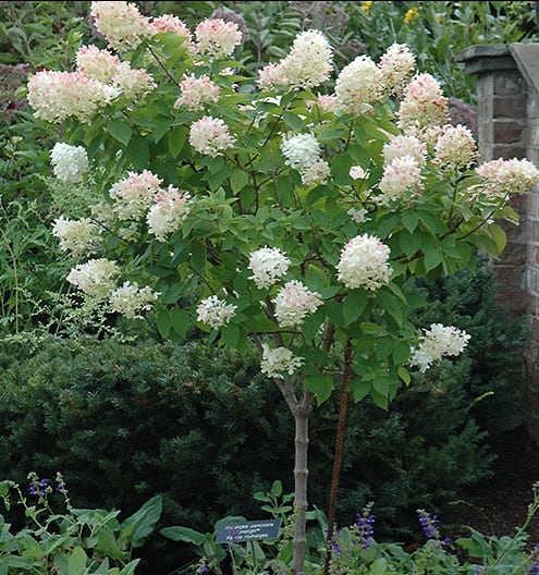Limelight Tree Hydrangea