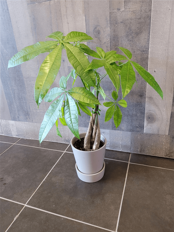 Money Tree Plant in Ceramic Vase