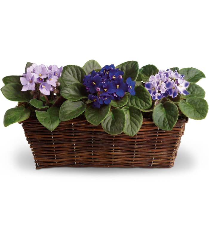 Sweet Violet Trio