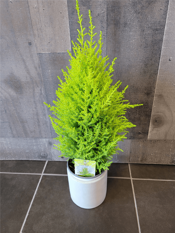 Lemon Pine Tree in Ceramic