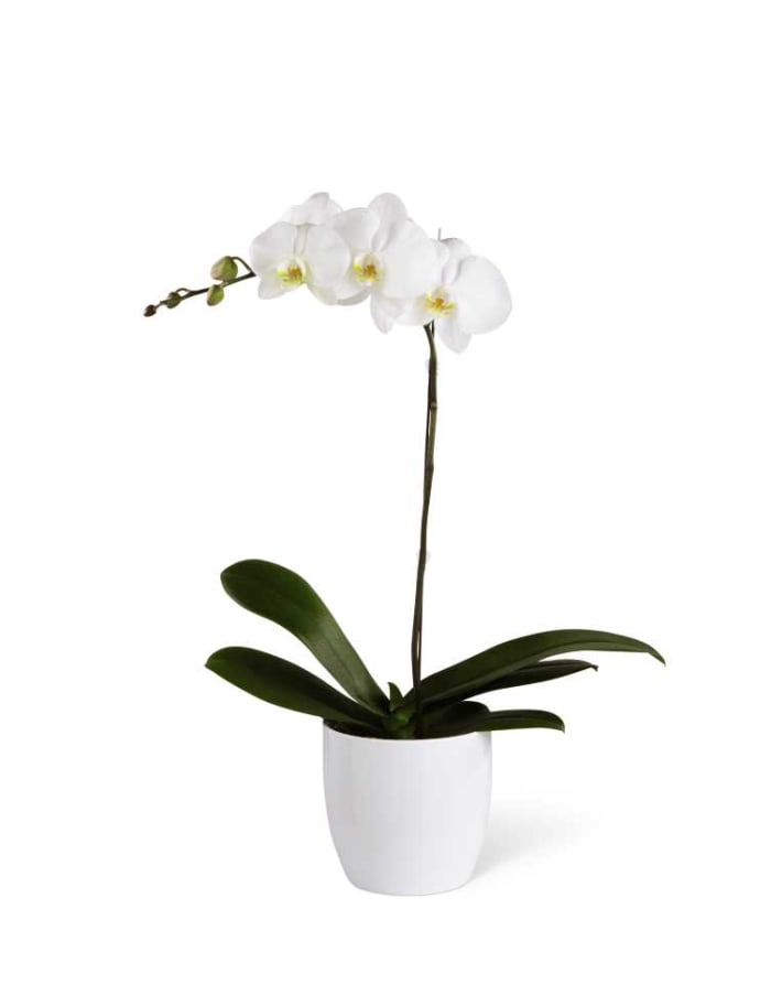 The FTDÃ‚Â® White Orchid Planter