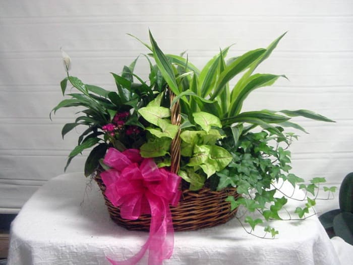 Plants - EB11