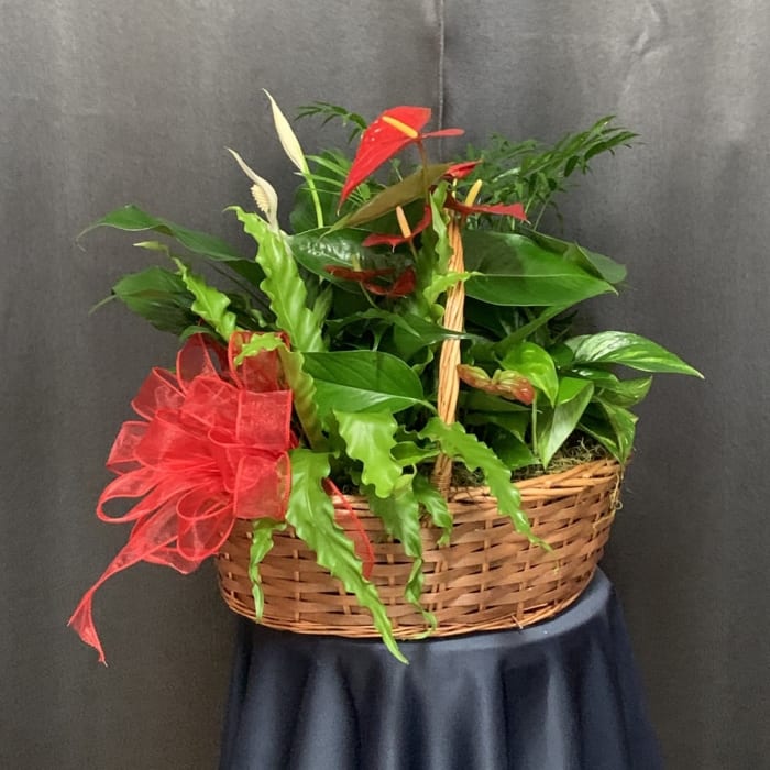 Plant Basket