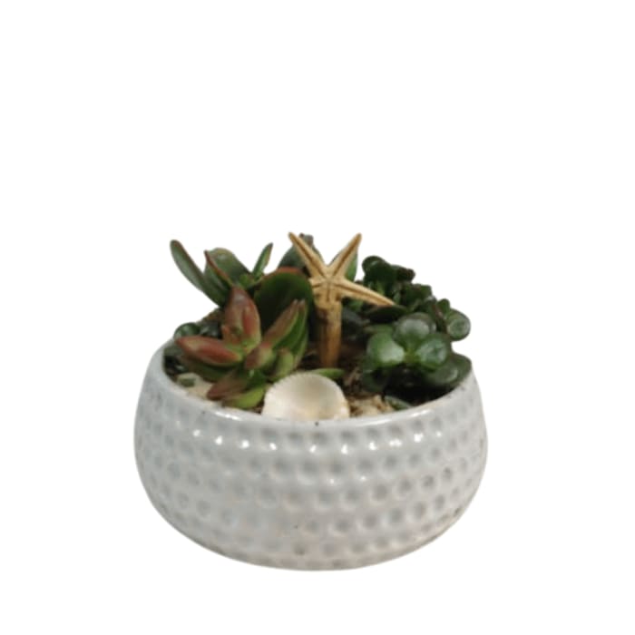 Succulent Bowl with Seashells