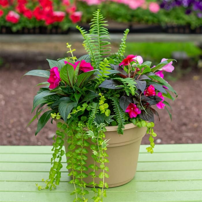 Shade Annuals Patio Pot