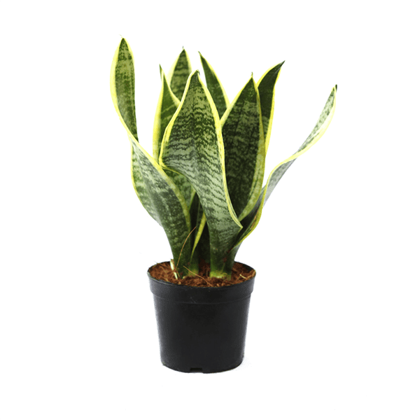 Sansevieria Superba (wider leaf)