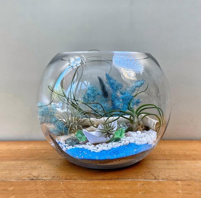 By the Sea Air Plant Terrarium