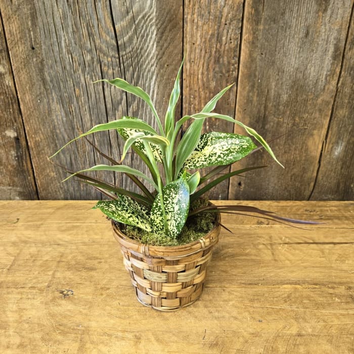 Green Plant Basket 4"