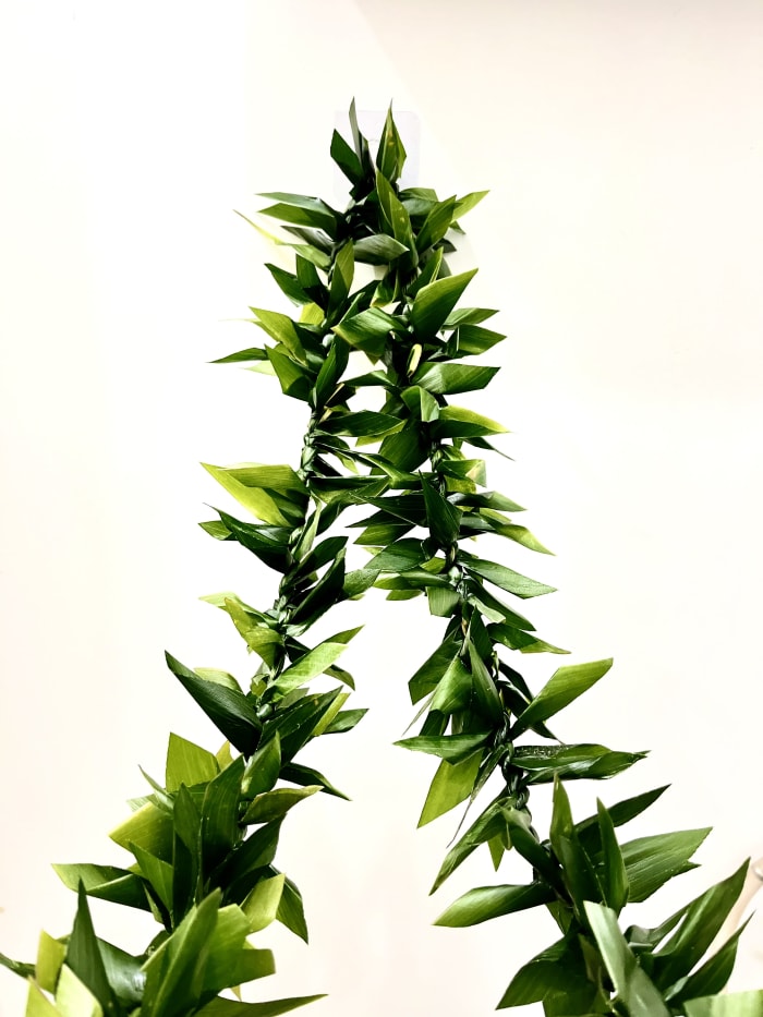 6 FT TI LEAF -Maile Style  LEI