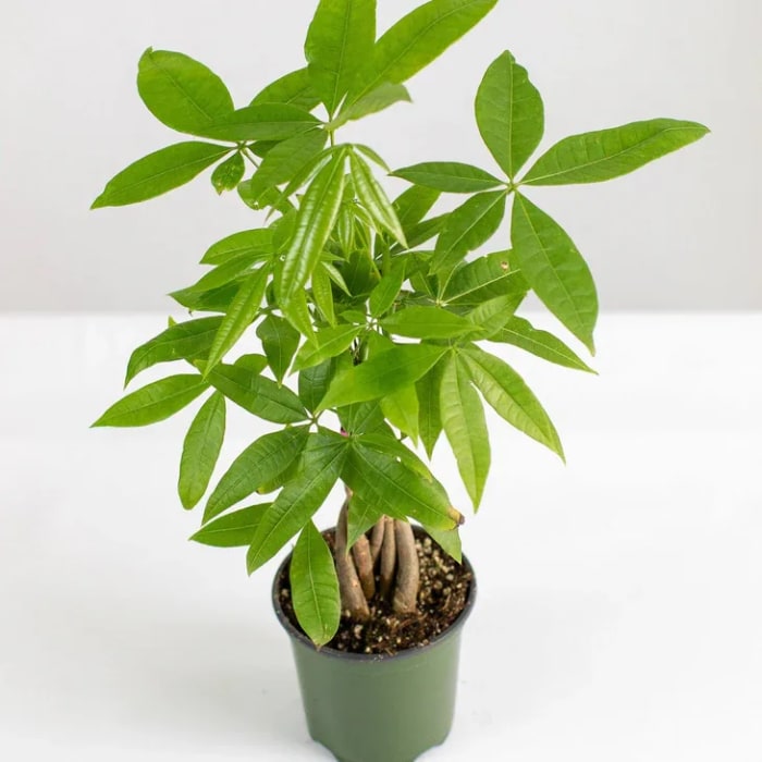 Money Tree Plant