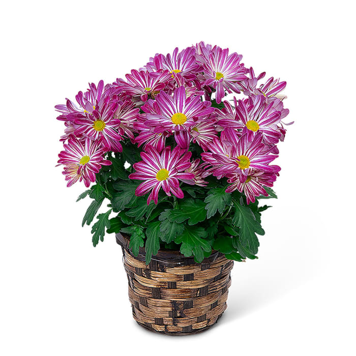 Purple Daisy Chrysanthemum Plant