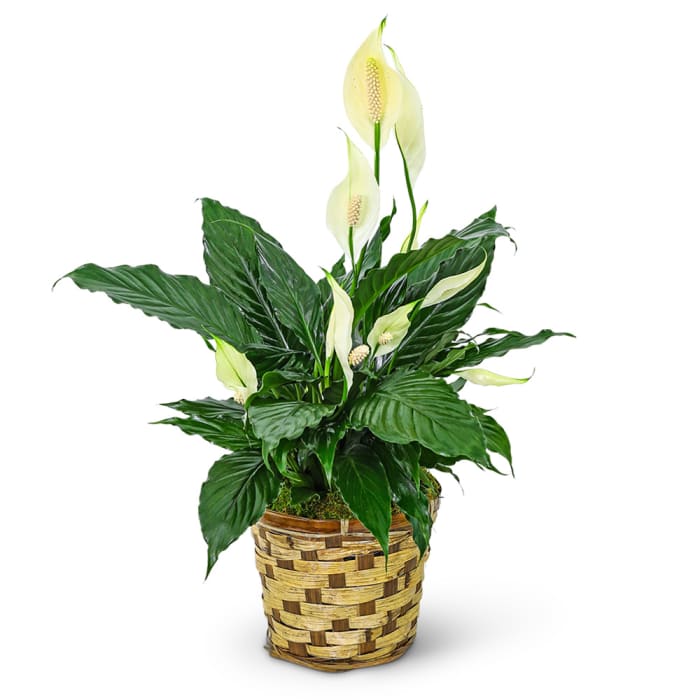 Tranquility Peace Lily Plant