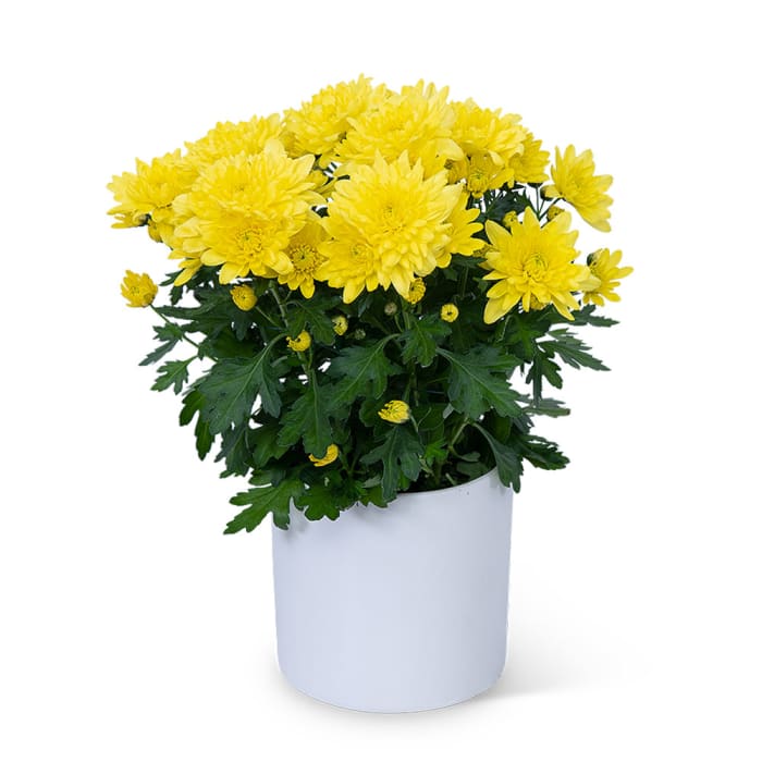 Yellow Chrysanthemum Plant