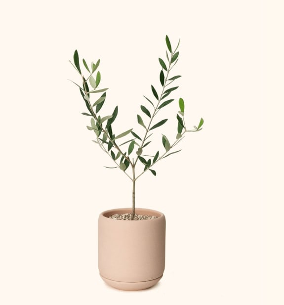 Olive Plant - Planted Container