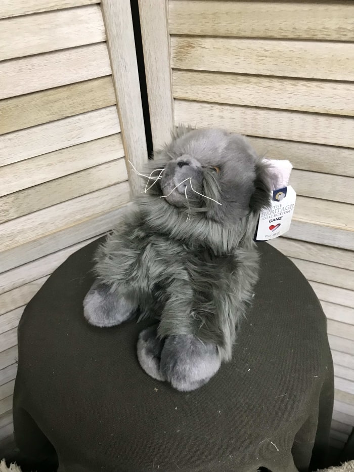 persian grey cat