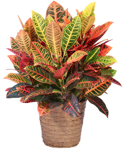 LARGE CROTON HOUSE PLANT