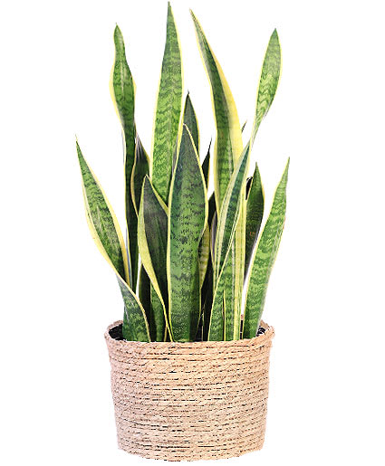 SNAKE PLANT HOUSE PLANT