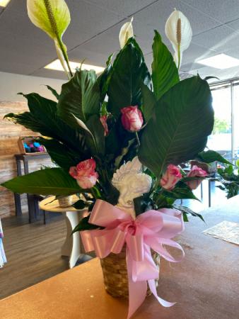 PEACE LILY OF LOVE PLANT ARRANGEMENT