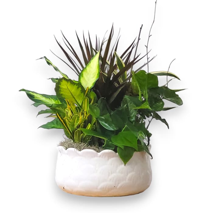 DISH GARDEN IN CERAMIC