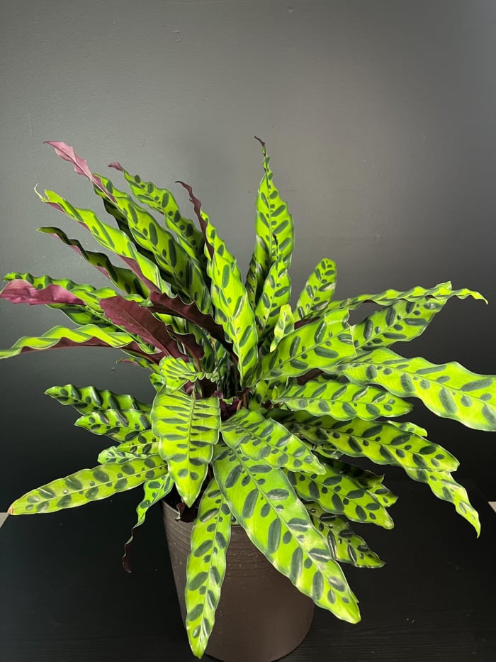 Rattlesnake Plant