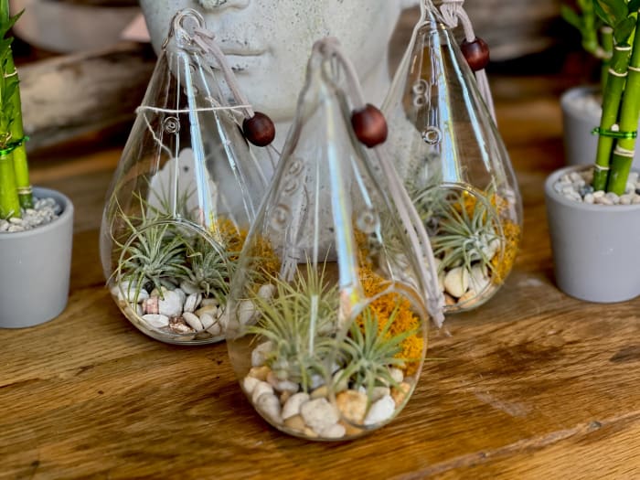 Air Plant Terrarium