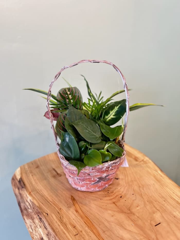 8" Wicker Dish Garden