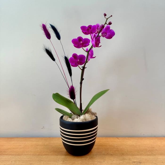 Small Purple Orchid