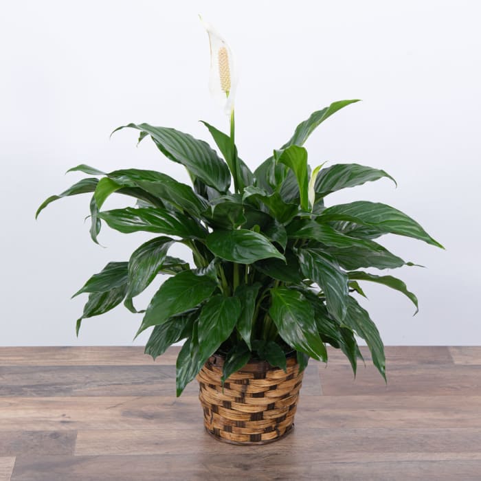 PEACE LILY PLANT