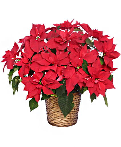 8" PREMIUM RED POINSETTIA