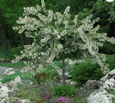 Crab Sargent Tina 2.0