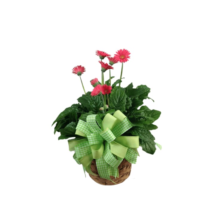 Vibrant Gerbera Plant