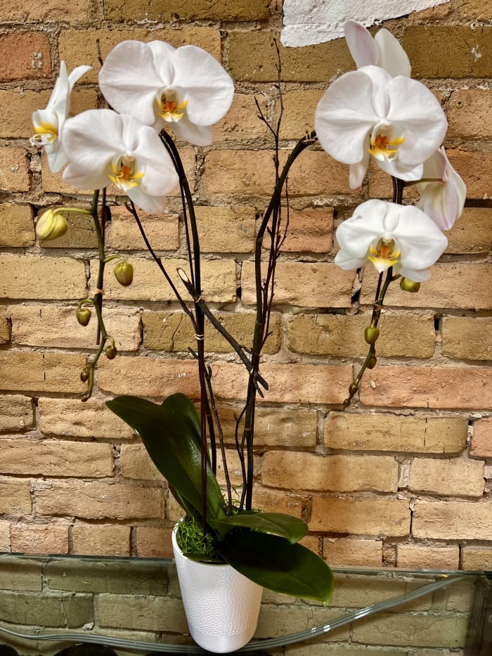 Double Stem White Orchid